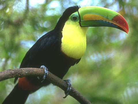Tropical Birds Flying on Tropical Rainforests    Blog E Bu Utami